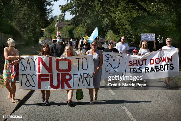 Red Rabbit Protest Protesters march from Main Street to the T&S Rabbits Farm behind ...