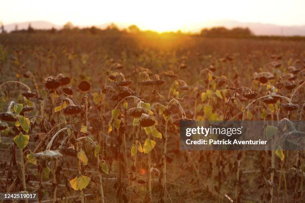 Drought destroyed sunflower crops near the Gardon river on August 10, 2022 in Anduze, France.The World Meteorological Organization announced on...