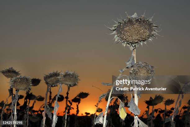 Drought destroyed sunflower crops near the Gardon river on August 10, 2022 in Anduze, France.The World Meteorological Organization announced on...