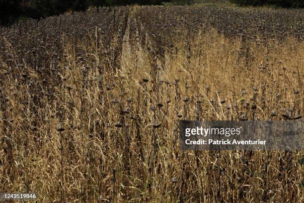 Drought destroyed sunflower crops near the Gardon river on August 11, 2022 in Anduze, France.The World Meteorological Organization announced on...