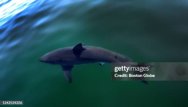 Cape Cod, MA A view of a Great White Shark on a white shark research trip with the Atlantic White Shark Conservancy.