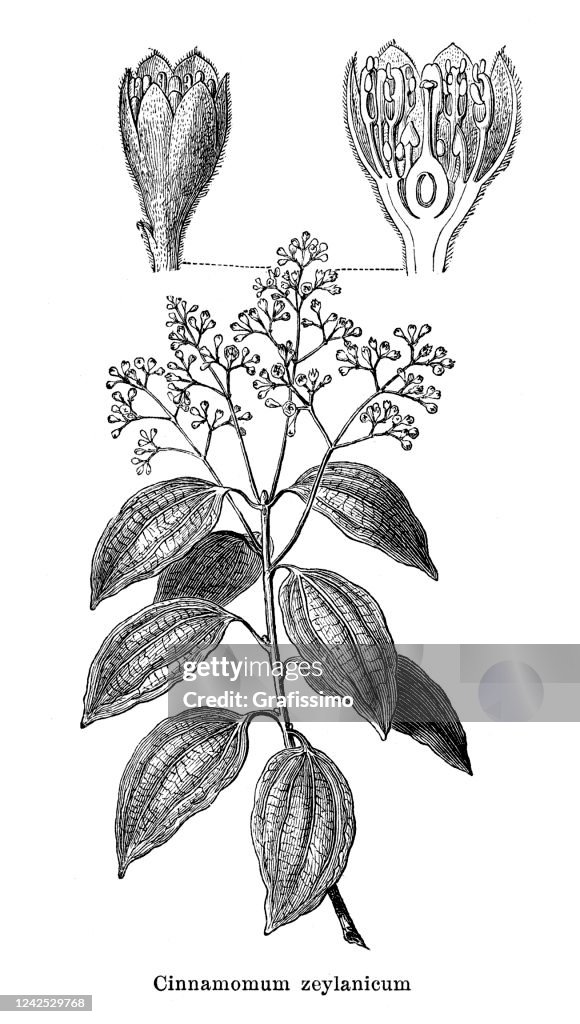Cinnamomum verum plant spice 1897