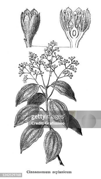 Cinnamomum Verum Plant Spice 1897 High-Res Vector Graphic