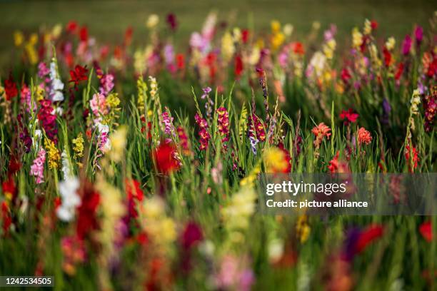 August 2022, Lower Saxony, Bassum: Gladioli grow in a field. Photo: Sina Schuldt/dpa