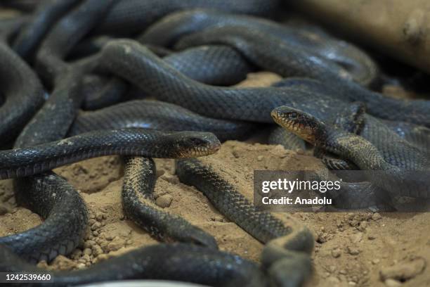 Multiple Snakes Multiple Snakes Photos and Premium High Res Pictures - Getty Images