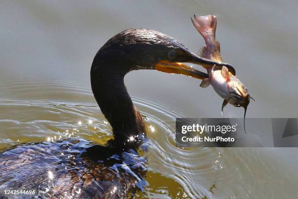Double-crested cormorant catching a small catfish in a pond in Markham, Ontario, Canada, on August 14, 2022.