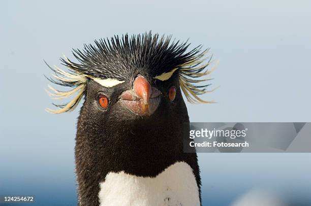 1,070 Funny Penguin Photos and Premium High Res Pictures - Getty Images
