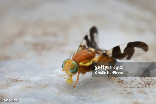 Walnut husk maggot fly in Toronto, Ontario, Canada, on August 16, 2022.