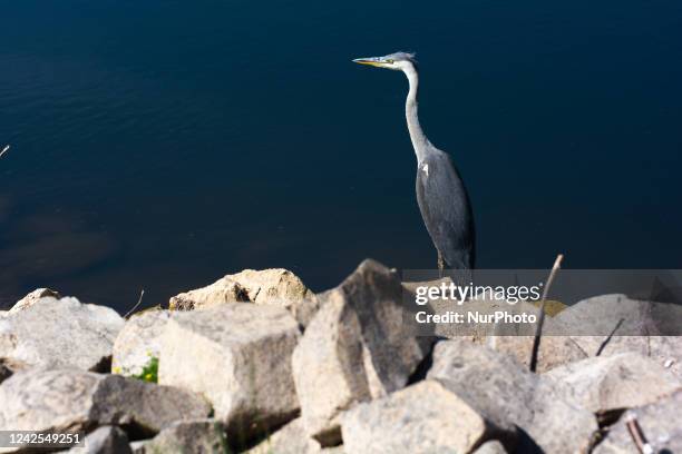 Crane is seen resting on bleached stones on dried up river bank of ohbach rivver which direct connect to Rhine river during the low water level of...