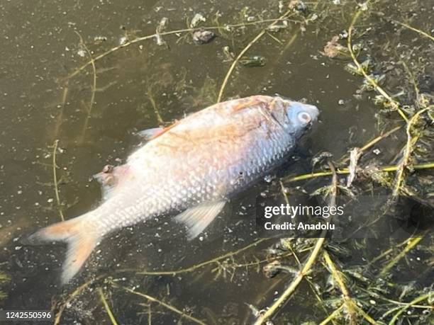 Dead fish is seen on Oder river after thousands of dead fish were found floating on the river in Oder, Poland on August 16, 2022. Polish firefighters...