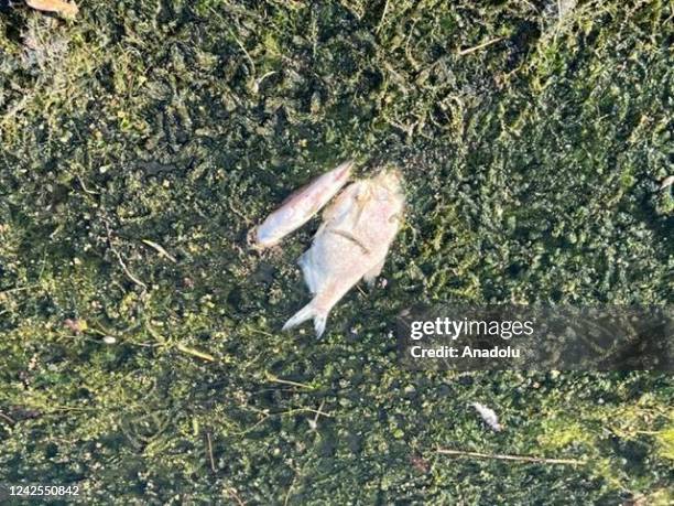 Dead fish is seen on Oder river after thousands of dead fish were found floating on the river in Oder, Poland on August 16, 2022. Polish firefighters...