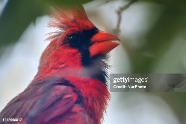Maile Cardinal 1,866 Male Cardinal Bird Stock Photos, High-Res Pictures, and Images ...
