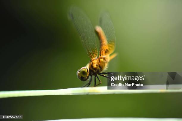 Dragonfly sits on a branch at a garden in Nagaon district, in the northeastern state of Assam, India, August 17 , 2022.