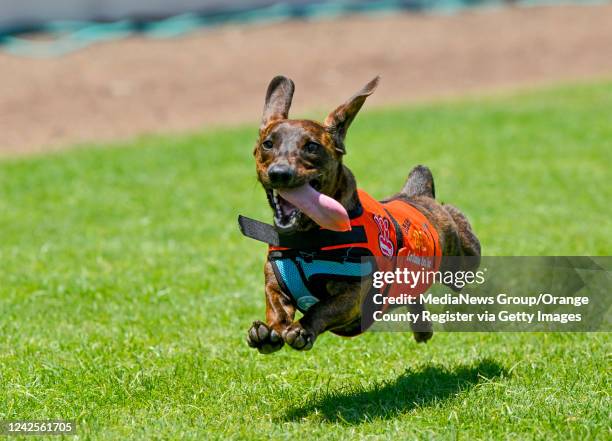 Wiener Dog Race Photos and Premium High Res Pictures - Getty Images
