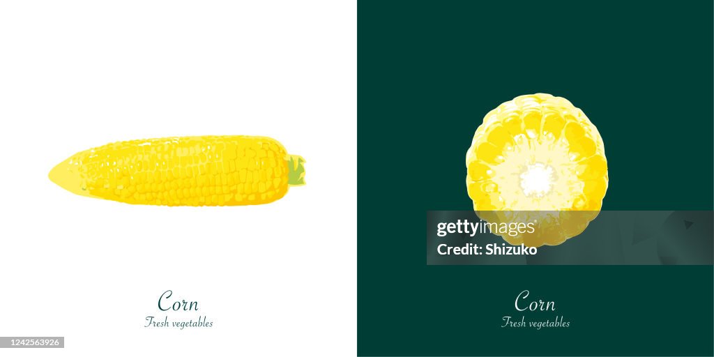 Corn from background of white and dark green