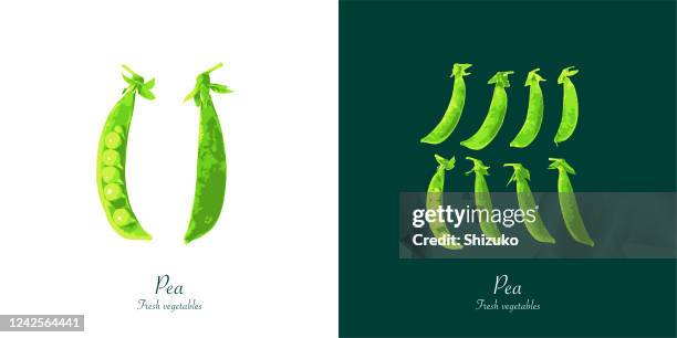 ilustraciones, imágenes clip art, dibujos animados e iconos de stock de guisantes de fondo de color blanco y verde oscuro - vaina de guisante