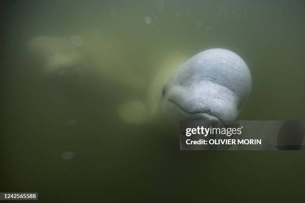 Beluga whales are photographed underwater in the murky waters of the Churchill River near Hudson Bay outside Churchill, northern Canada on August 5,...