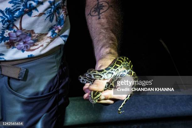 Professional python hunter, hired by the Florida Fish and Wildlife Conservation Commission Enrique Galan catches a Burmese python, in Everglades...