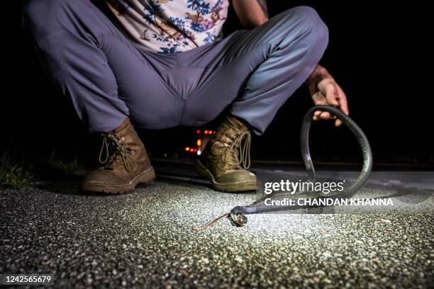 Professional python hunter, hired by the Florida Fish and Wildlife Conservation Commission Enrique Galan holds a dead Florida native water snake as...