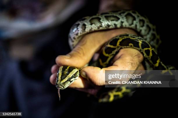 Professional python hunter, hired by the Florida Fish and Wildlife Conservation Commission Enrique Galan catches a Burmese python, in Everglades...