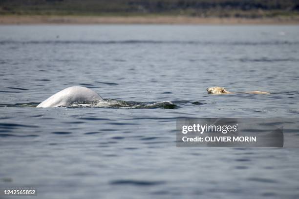 Beluga whale escapes from a polar bear hunting in Hudson Bay, outside Churchill, northern Canada on August 9, 2022. - Under the slightly murky...