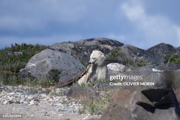 Polar bear eats the remains of a beluga whale on an island outside Churchill, northern Canada on August 4, 2022. - Under the slightly murky surface...