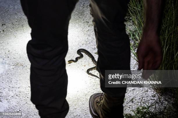 Professional python hunter, hired by the Florida Fish and Wildlife Conservation Commission Enrique Galan looks at a Florida native water snake as he...