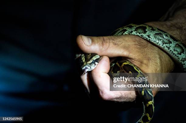 Professional python hunter, hired by the Florida Fish and Wildlife Conservation Commission Enrique Galan catches a Burmese python, in Everglades...