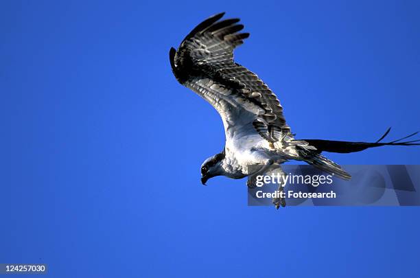 federn, animals, aves, bird - fischadler stock pictures, royalty-free photos & images