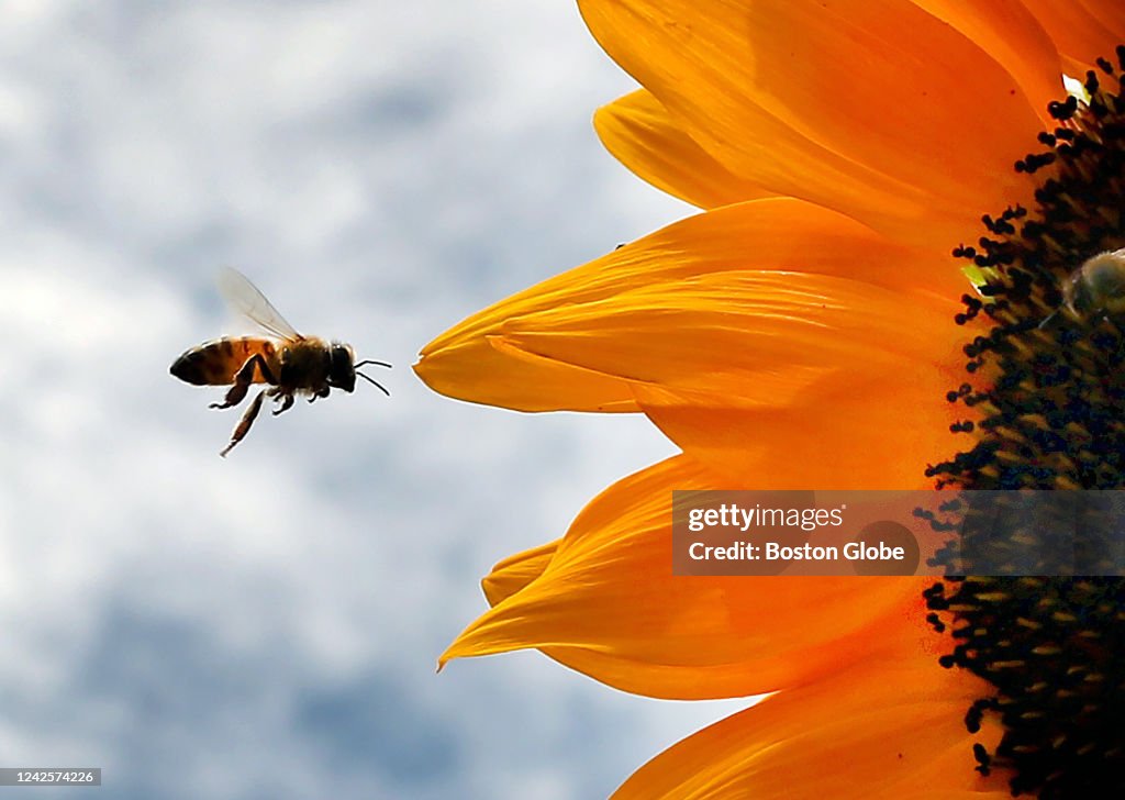 Sunflowers In Bloom At Wards Berry Farm