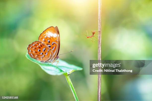 butterfly in nature - liana stock pictures, royalty-free photos & images