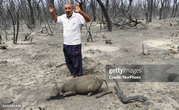 The forest fires, which intensified on Wednesday due to a heat wave in eastern Algeria, killed at least 37 people, according to the latest civil...