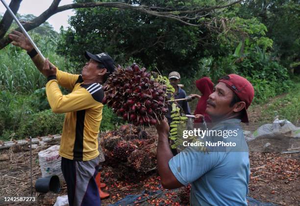 Workers are harvesting the oil palm fruit in an plantation area in Tumpakrejo Village, Malang, East Java province, Indonesia, on August 19, 2022. The...