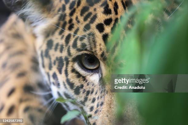 Jaguar that was rescued from wildlife trafficking lives rehabilitated at the Senda Verde refuge in Coroico, La Paz, Bolivia on August 06, 2022. Senda...