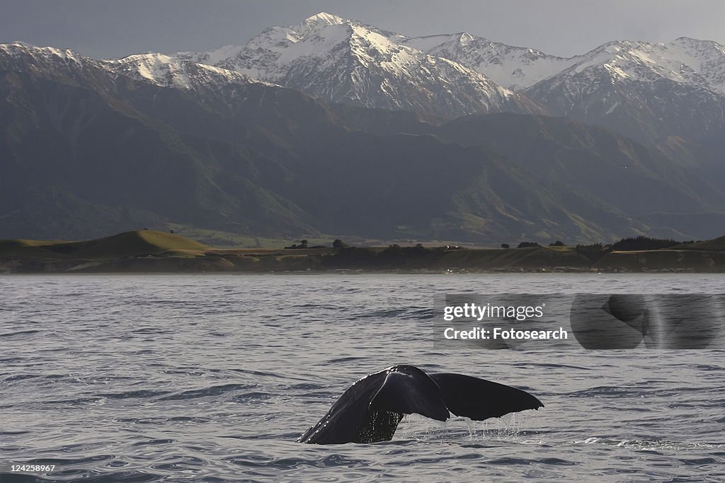 Sperm whale (Physeter macrocephalus). Kaikoura, South Island, New Zealand