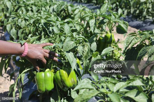 Woman picking green bell peppers at a farm in Markham, Ontario, Canada, on August 13, 2022.