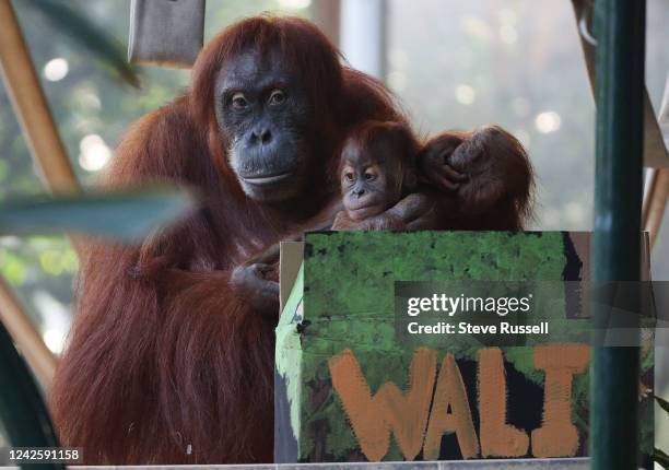 The Toronto Zoo revieled the name of their baby Sumatran Orangutan. The name is Wali, which means guardian in Indonesia. The baby with his mother,...