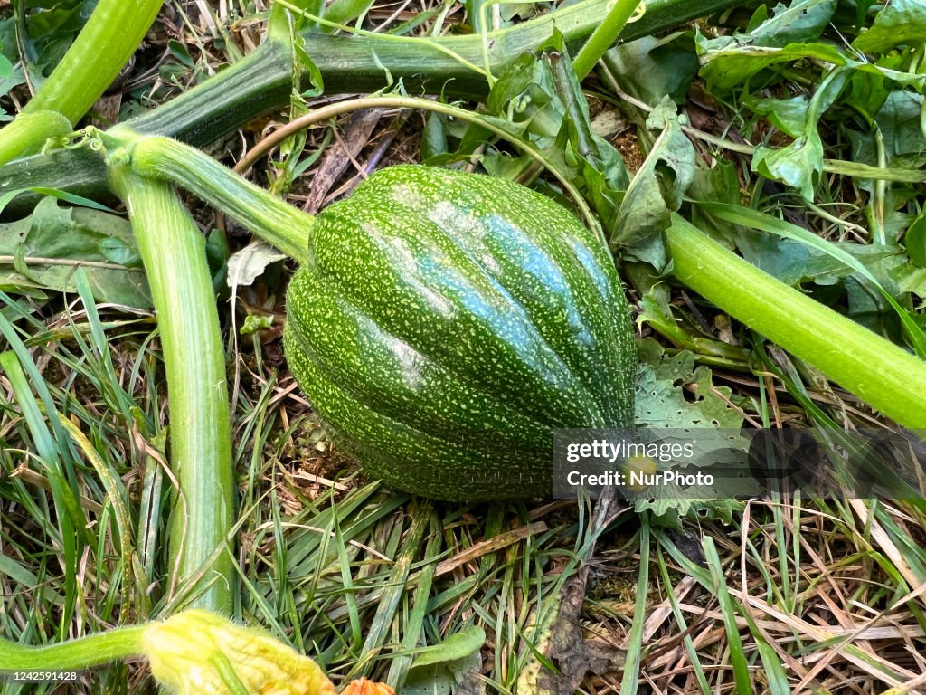 Agriculture In Toronto