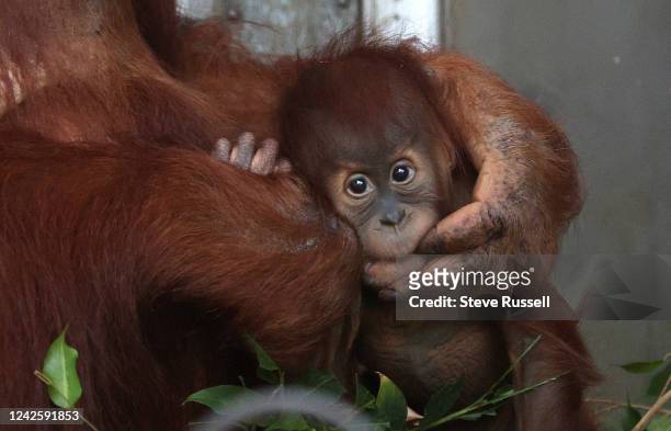 The Toronto Zoo revieled the name of their baby Sumatran Orangutan. The name is Wali, which means guardian in Indonesia. The baby with his mother,...
