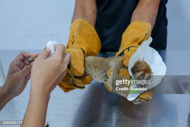 Slow loris with a fractured leg and severe injuries is undergoing health checks by the veterinarians after being brought to the rescue center in...