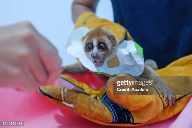 Slow loris with a fractured leg and severe injuries is undergoing health checks by the veterinarians after being brought to the rescue center in...