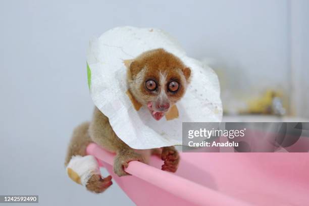 Slow loris with a fractured leg and severe injuries is undergoing health checks by the veterinarians after being brought to the rescue center in...