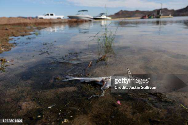 Dead fish sits in shallow water on the banks of Lake Mead near the Lake Mead Marina on August 19, 2022 in Lake Mead National Recreation Area, Nevada....