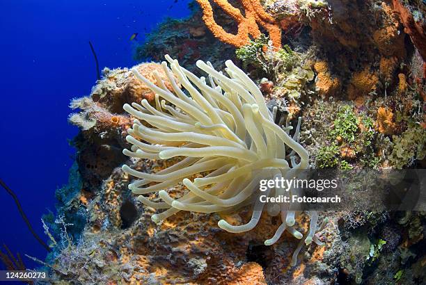 bubble-tipped anemone (condylactis gigantea), lovely anemone with tentacles extended on colourful coral wall, little cayman island, cayman islands, caribbean - condylactis anemone stock pictures, royalty-free photos & images