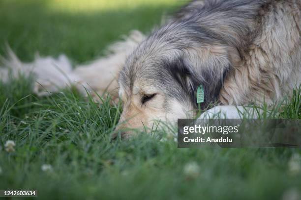 Dog sleeps on grass on the International Homeless Animalsâ Day 2022 in Ankara, Turkiye on August 19, 2022. The âInternational Homeless Animals Dayâ,...