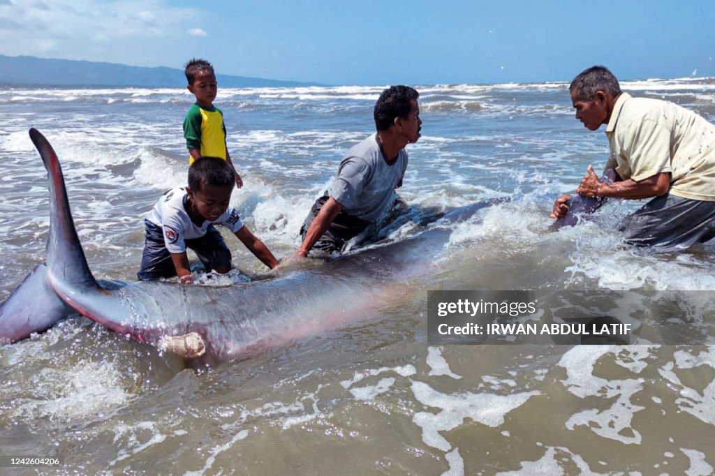 INDONESIA-ANIMAL