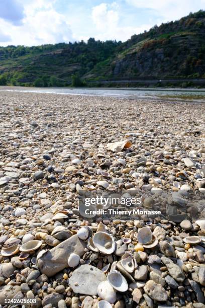 Shells are on the edge of the dry banks of the Rhine river in Kaub on August 16 in , Germany. The Rhein is one of the major European rivers and is a...