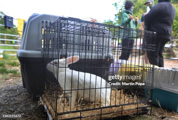 Rabbit On Hand Photos and Premium High Res Pictures - Getty Images