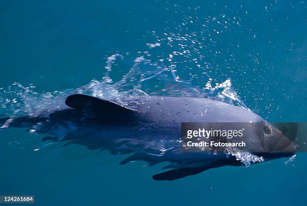 hector's dolphin (cephalorhynchus hectori) surfacing at speed. akaroa, new zealand. - hector dolphin stock pictures, royalty-free photos & images