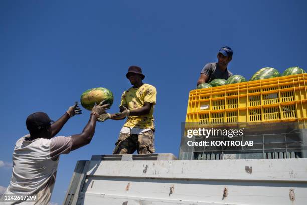 African immigrants employed in the harvest of watermelons in Calabria during one of the hottest summers in history. Immigrants work in the fields in...